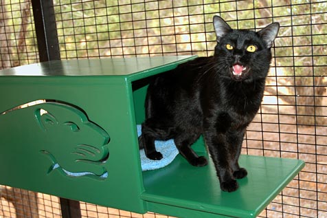 Mini Panther Black Cat Adopted | Best Friends Animal Society - Save ...