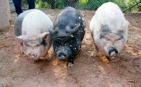 The three little pigs | Best Friends Animal Society - Save Them All