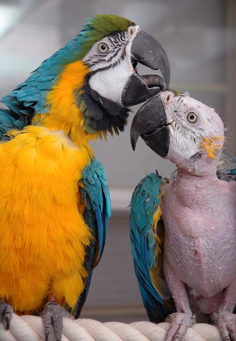 Blue and Gold Macaw Over-Preening | Best Friends Animal Society - Save ...