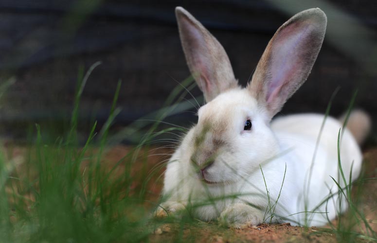 How To Raise Abandoned Bunnies