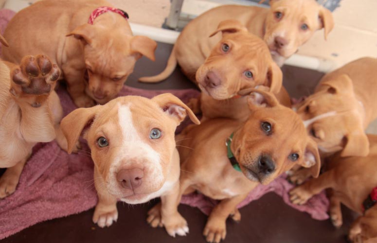 brown pitbull terrier puppies