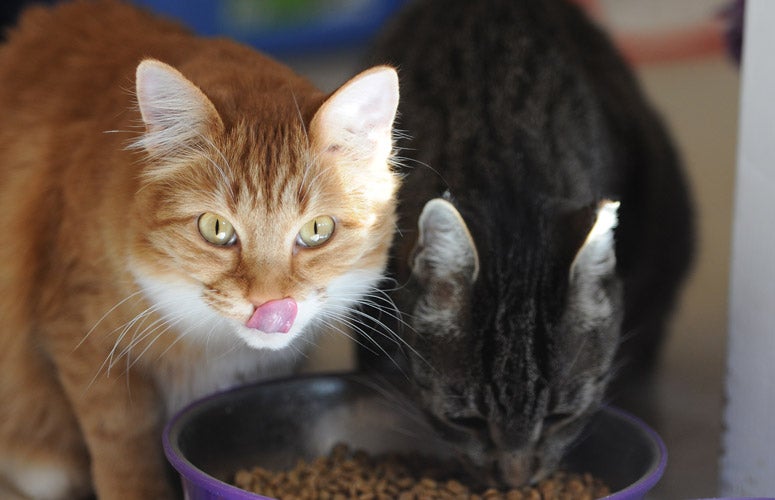 30,000 pounds of donated cat food will go a long way Best Friends