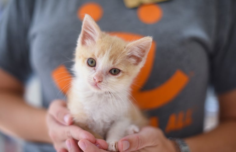 Saving a Sick Kitten Best Friends Animal Society