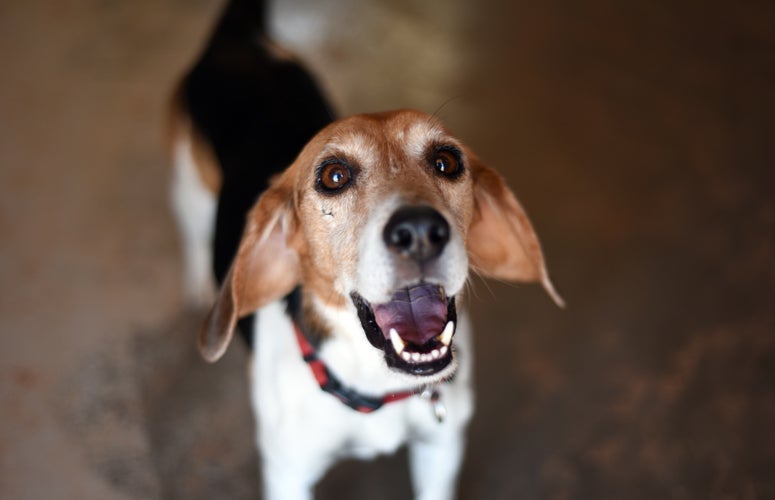 Médaille pour chiens - Friends Beagle - Sherbrooke Canin