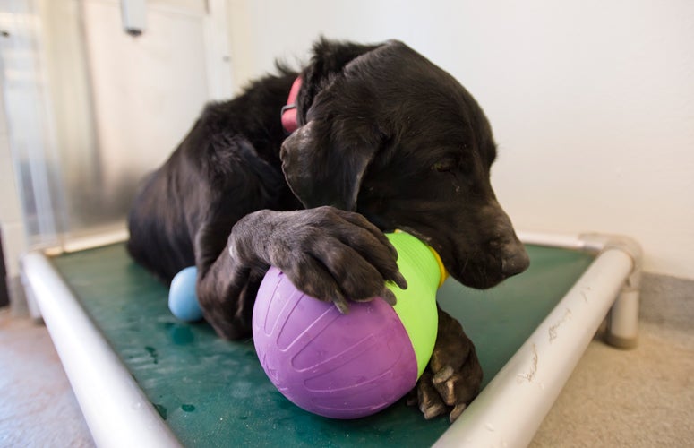 Drug Sniffing Dog With Heartworm | Best Friends Animal Society