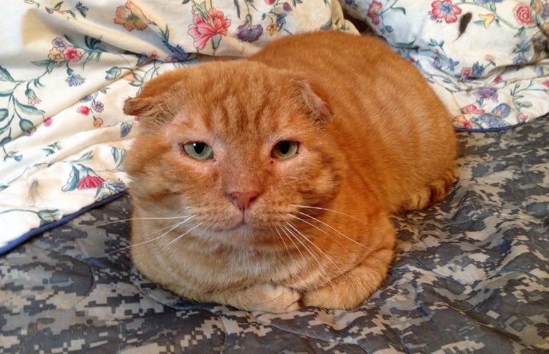 orange tabby scottish fold