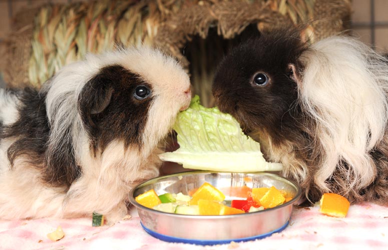 rabbit and guinea pig rescue near me