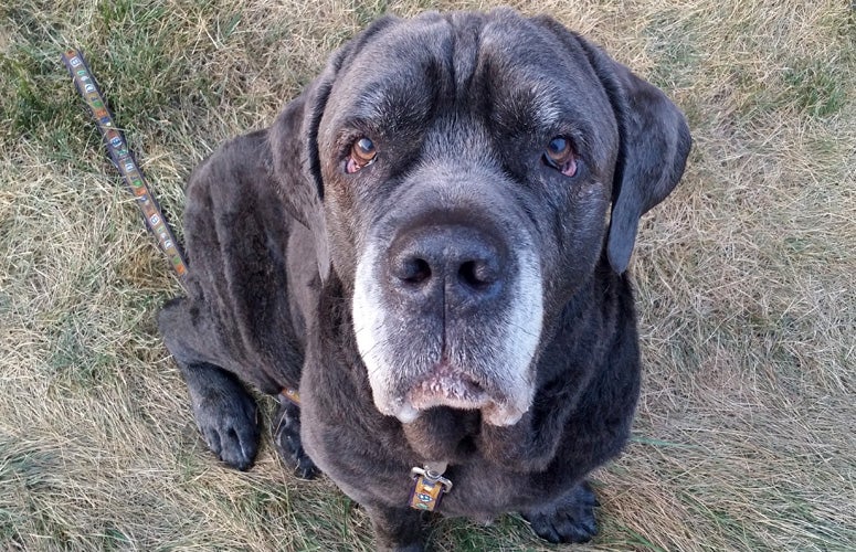 Senior Mastiff Adoption | Best Friends Animal Society