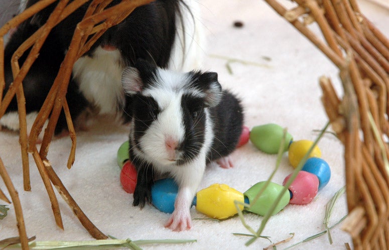 Guinea Pig Pups | Best Friends Animal Society - Save Them All