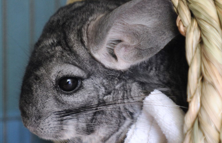 can chinchillas see in the dark