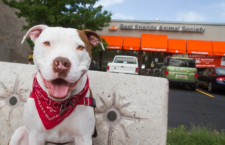 New Sugar House Pet Adoption Center Best Friends Animal Society