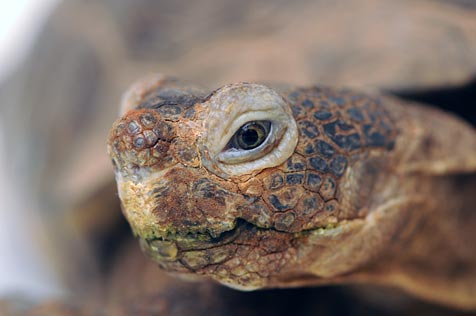 Desert Tortoise Rescued in Drug Raid | Best Friends Animal Society ...