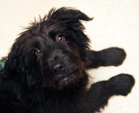 Terrier labradoodle sale mix