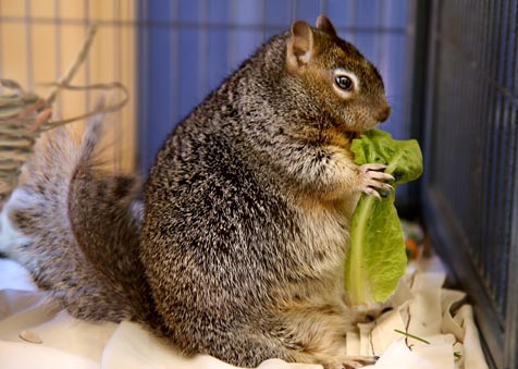 Fat Squirrel | Best Friends Animal Society