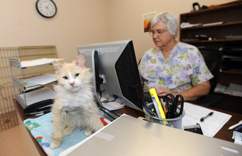 Fighter and Picky Eater Cat Best Friends Animal Society