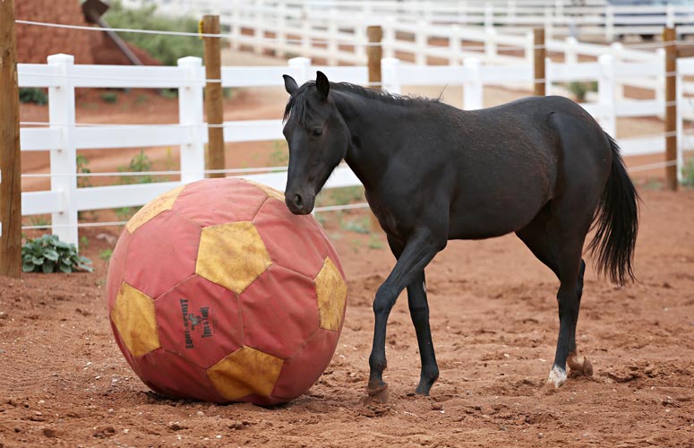 Horse Training Ball Play | Best Friends Animal Society - Save Them All Horse Training Ball Play | Best Friends Animal Society - Save Them All