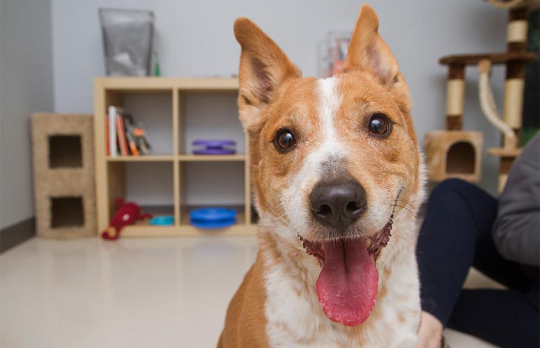 Utah Pet Adoption Center Highlights Best Friends Animal Society
