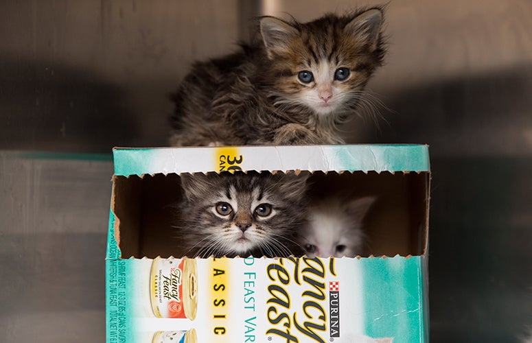 cute kittens in boxes