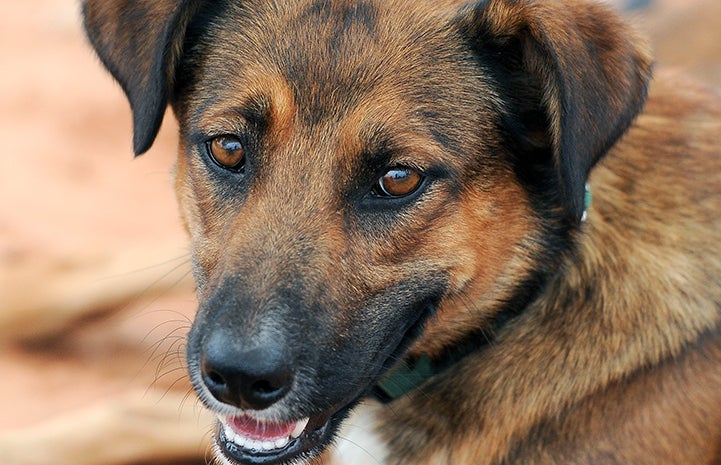 Stray Dogs of Honduras | Best Friends Animal Society