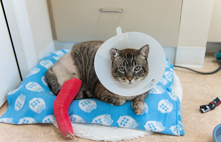 cat-leg-injury-best-friends-animal-society