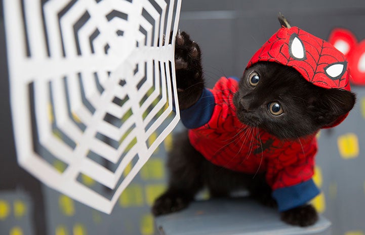 Introducir 37+ imagen spiderman kitten