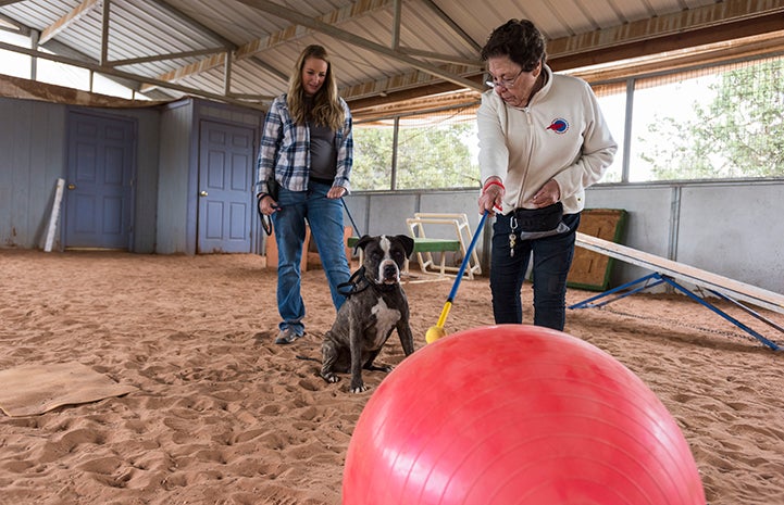 https://bestfriends.org/sites/default/files/2016/Volunteer-dog-Sherman-Treibball-9559KB.jpg