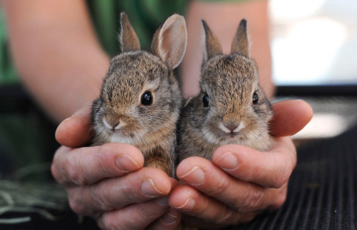 wild baby rabbits