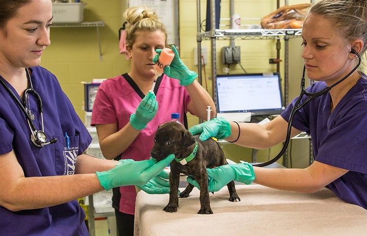 Charlottesville-Albemarle SPCA Hurricane Help | Best Friends Animal Society