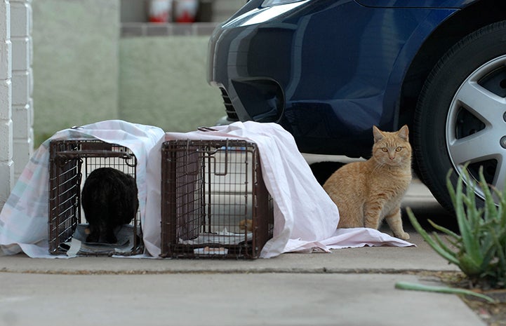 How to Trap Feral Cats, Cat Trapping