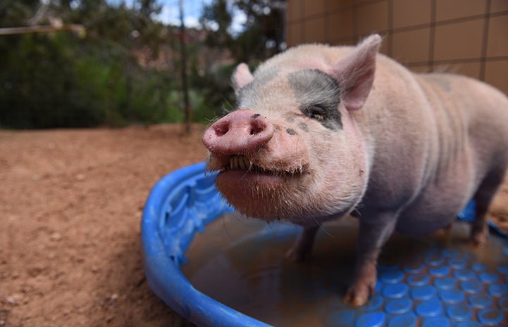 Ornery Pig Biting | Best Friends Animal Society