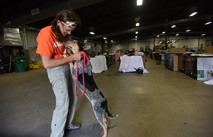 Hurricane Harvey Rescued Dogs | Best Friends Animal Society