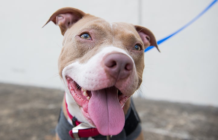 Hurricane Harvey Pit Bull Rescue | Best Friends Animal Society