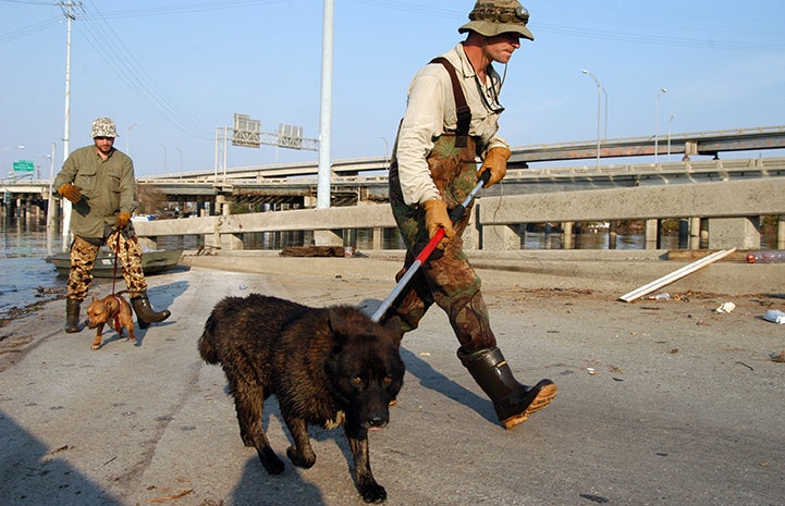 Hurricane Katrina Animal Rescue Effort | Best Friends Animal Society ...