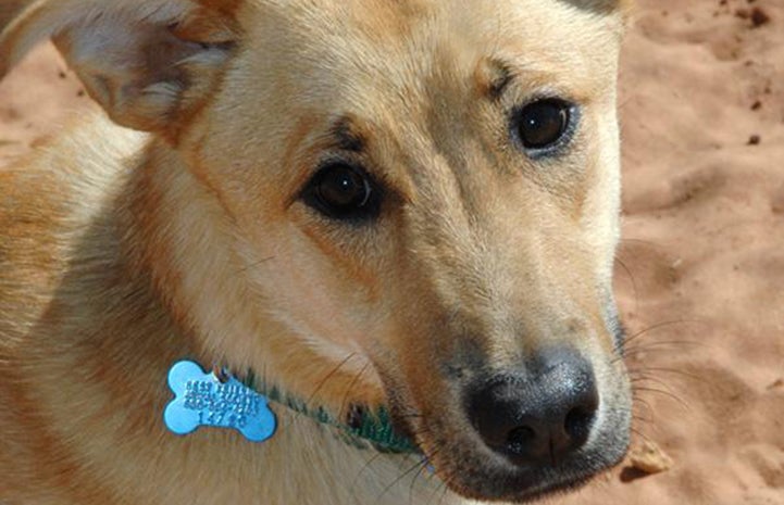 Perfect Quiet Dog Adopted | Best Friends Animal Society - Save Them All