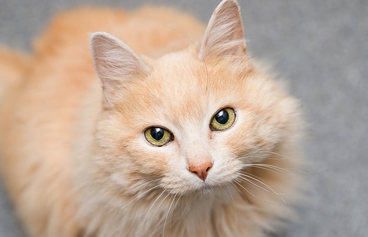 cream cat with green eyes