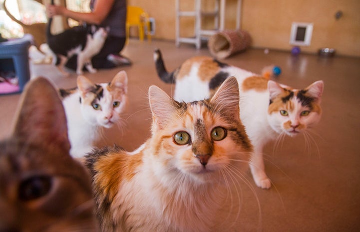 Cat World  Best Friends Animal Society - Save Them All