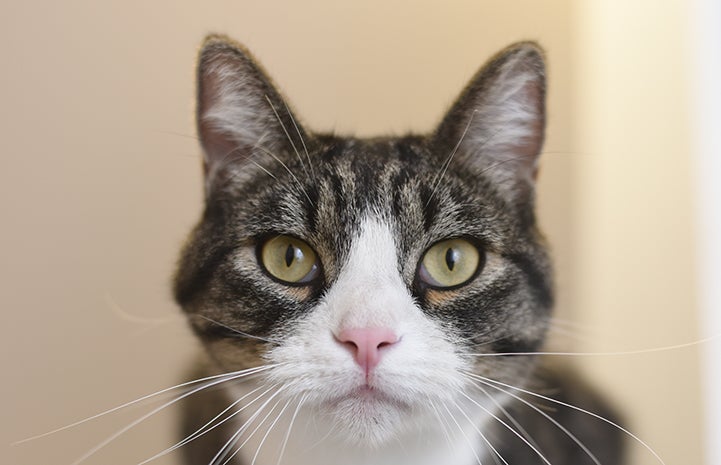 Door Dashing Cat Best Friends Animal Society Door Dashing Cat Best Friends Animal Society