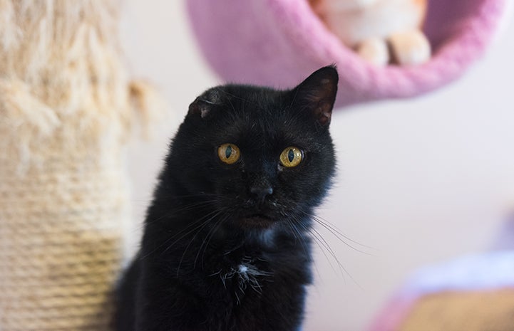 Hurricane Harvey Survivor Cat | Best Friends Animal Society