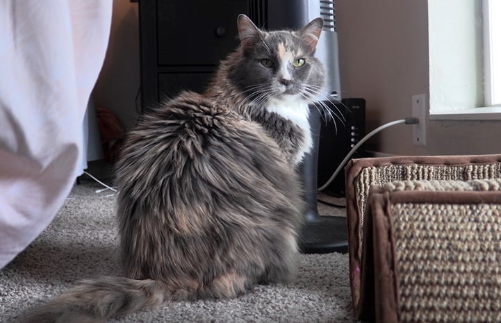 sassy-senior-cat-with-kidney-disease-best-friends-animal-society