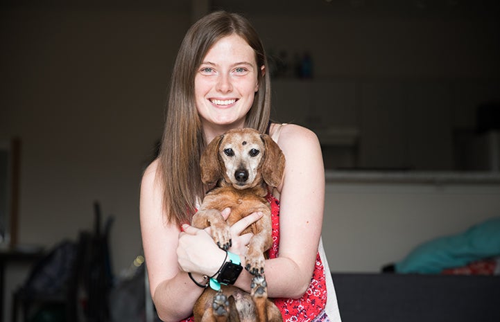 Senior dachshund store