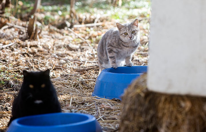 Fall is the Time to Prepare Winter Shelter for Feral Cats