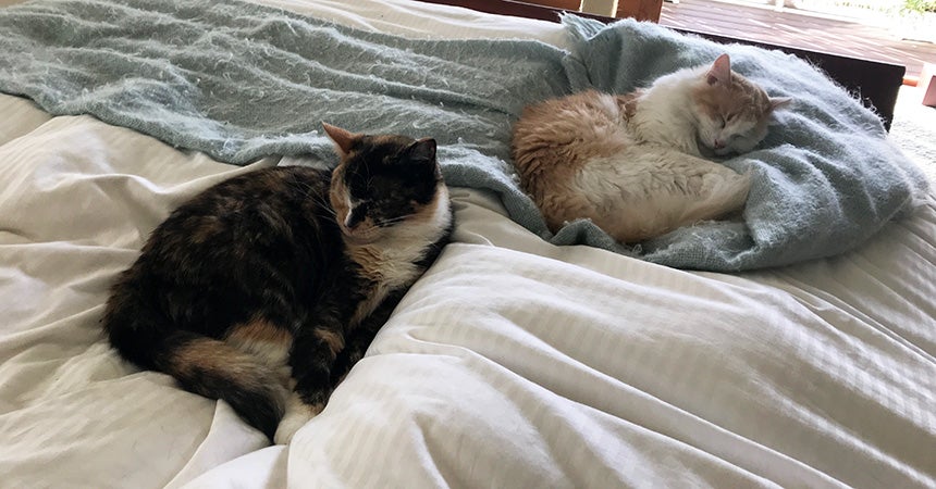 Couple Adopts Two FIV Cats Together | Best Friends Animal Society