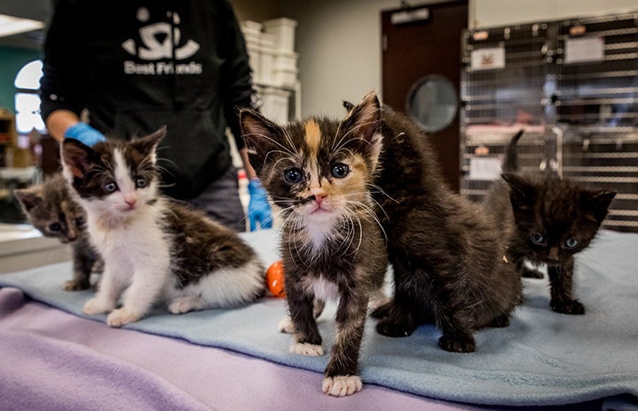 Los Angeles Kitten Nursery Photos | Best Friends Animal Society