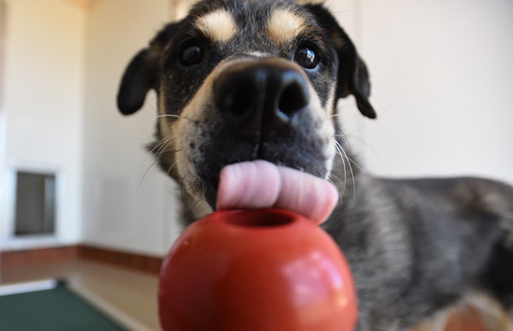 Cute Photos of Animals Eating Snacks | Best Friends Animal Society