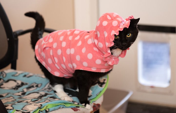 Fashion helps cat with allergies heal