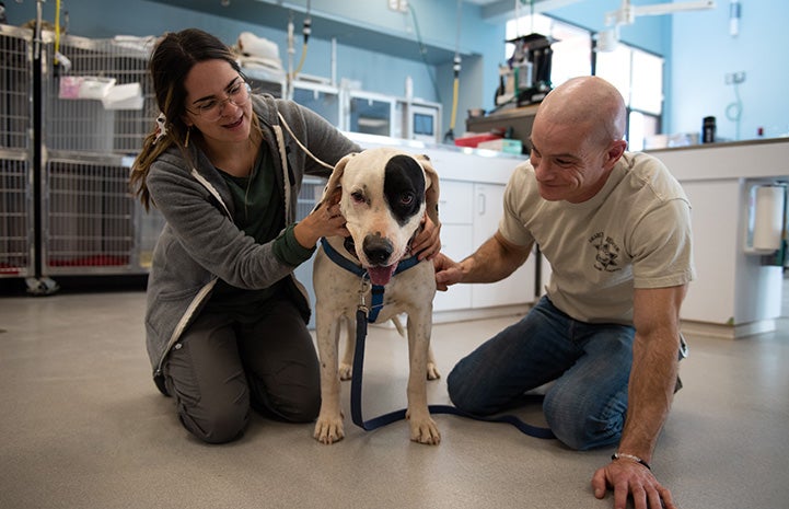 Laid-back hero dog saves a life as a blood donor | Best Friends Animal ...