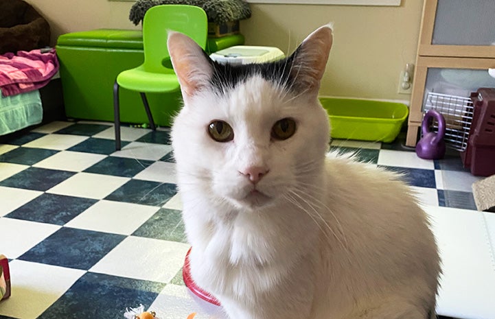 20 year old store cat