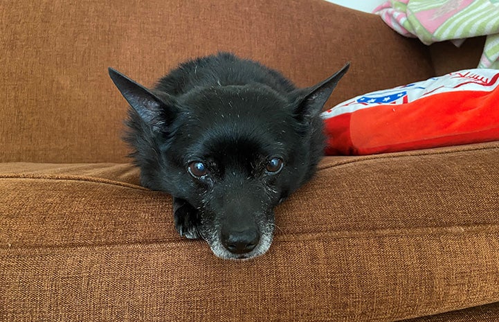 are black norwegian elkhound puppies lazy