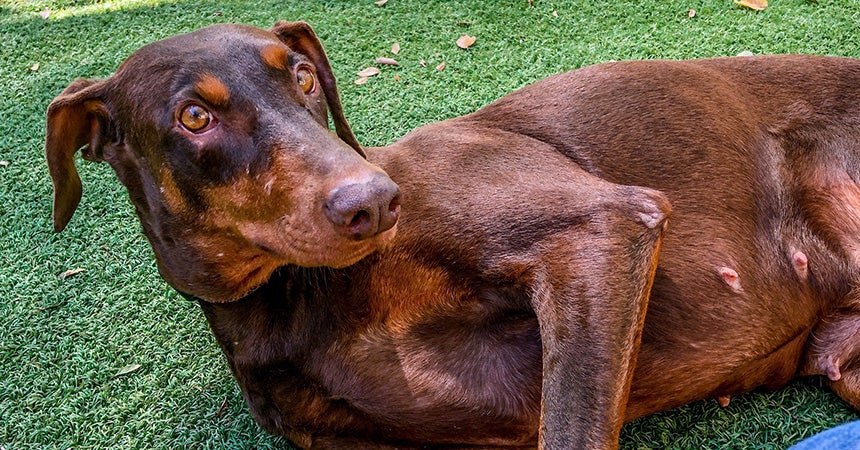 A Happy Dog Brown Doberman Dobermann Is Lying In A Field With A