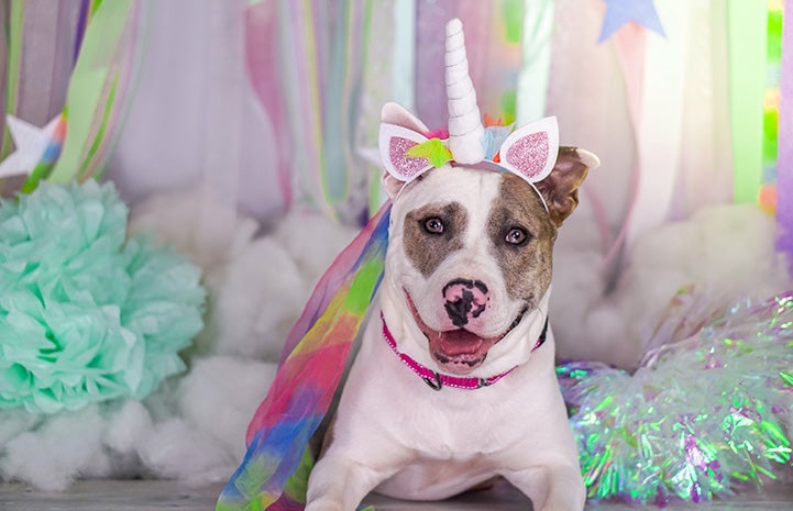 Unicorn dog deals